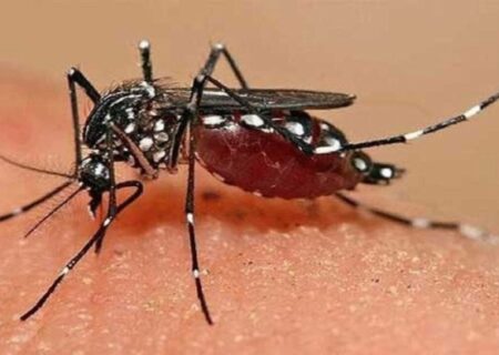 هشدار رئیس کمیسیون بهداشت مجلس: تب دنگی در کشور فراگیر می‌شود/ نگران زائرانی هستیم که برای اربعین از عراق بازمی‌گردند