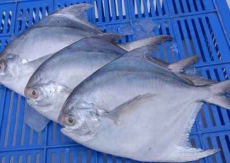 پایان ممنوعیت صید ماهی حلوا سفید در خوزستان