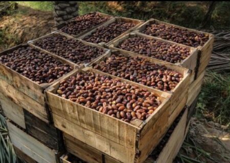 نرخ خرید توافقی خرمای استعمران در خوزستان اعلام شد