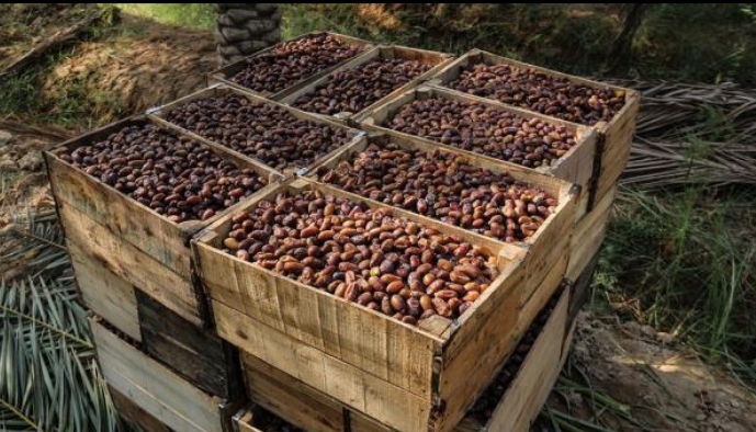 نرخ خرید توافقی خرمای استعمران در خوزستان اعلام شد