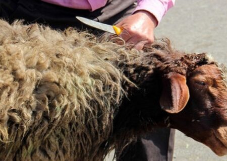 کشتار دام در مواکب اربعین ممنوع است