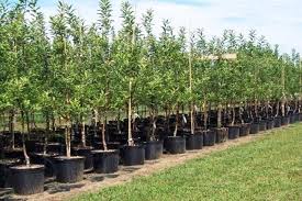 ۸۰ درصد مساحت زراعت چوب ایران در خوزستان انجام می‌شود