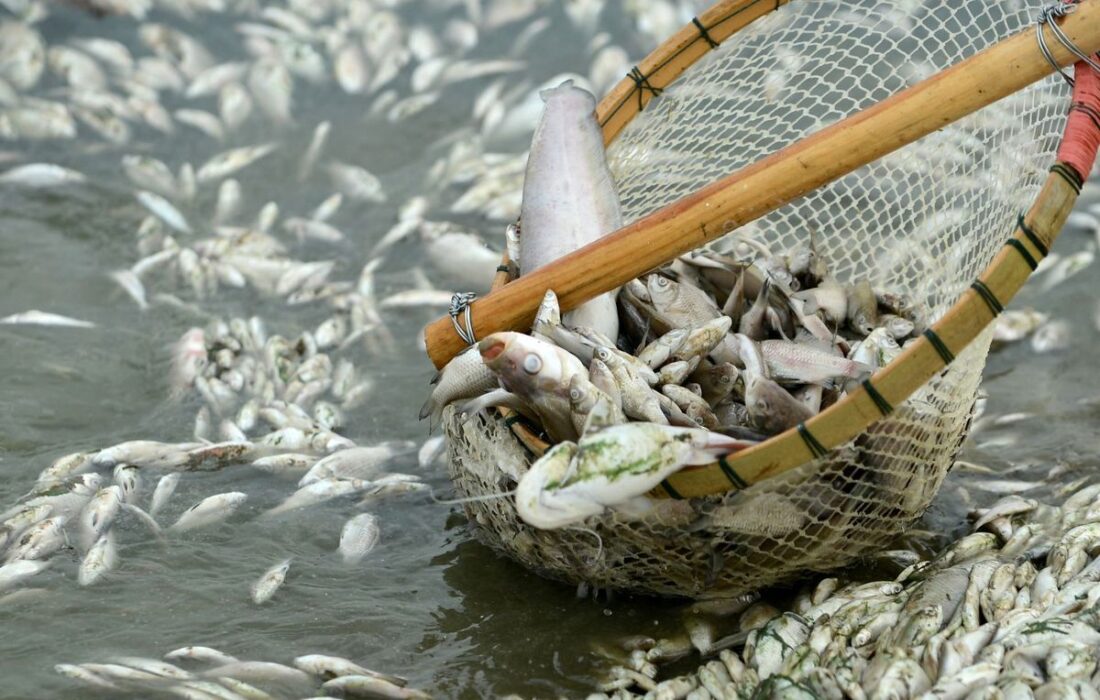 ممنوعیت صید ماهی در خوزستان همزمان با فصل تخمریزی ماهیان آغاز شد