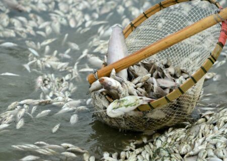 ممنوعیت صید ماهی در خوزستان همزمان با فصل تخم‌ریزی ماهیان آغاز شد