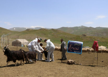 هزار راس دام سبک و سنگین در دزفول علیه بیماری‌های‌ واگیردار واکسینه شدند