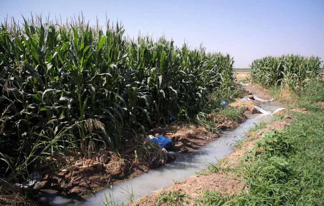 کشاورزان دزفول برای مقابله با سرما، شبانه آبیاری کنند