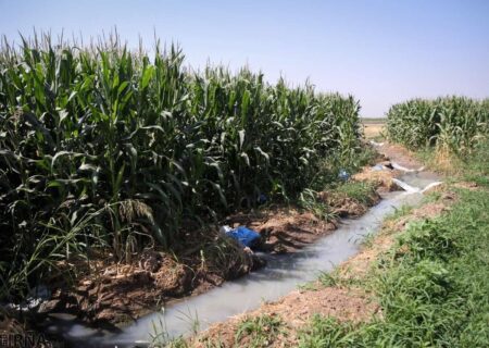 کشاورزان دزفول برای مقابله با سرما، شبانه آبیاری کنند