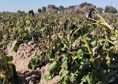 اعضای کمیسیون کشاورزی مجلس خسارت سرما به کشاورزان شمال خوزستان را ارزیابی کردند