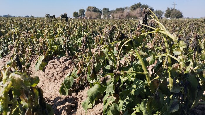 اعضای کمیسیون کشاورزی مجلس خسارت سرما به کشاورزان شمال خوزستان را ارزیابی کردند