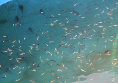 هدف‌گذاری تولید ۴۰ میلیون بچه‌ماهی در خوزستان