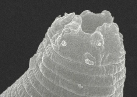 پیرترین موجود زمین، بعد از ۴۶ هزار سال دوباره زنده شد