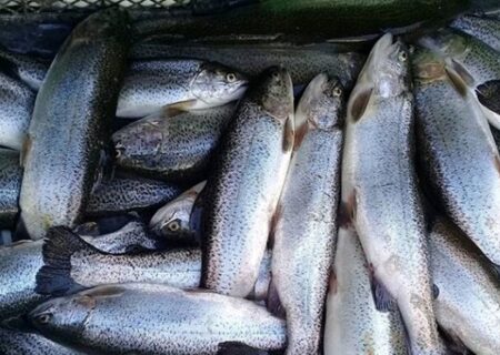 پیش‌بینی تولید بیش از ۸۷ هزار تن انواع آبزیان در خوزستان