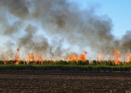 ۶۵ درصد مزارع نیشکر در خوزستان سوزانده می‌شود