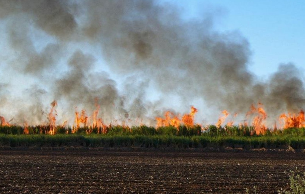 ۶۵ درصد مزارع نیشکر در خوزستان سوزانده می‌شود
