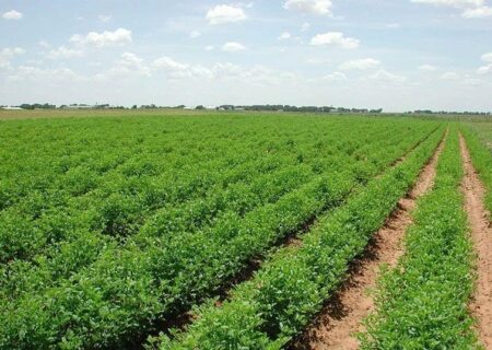 رشد ۲۰۰ درصدی بیمه زراعی در خوزستان