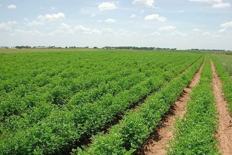 رشد ۲۰۰ درصدی بیمه زراعی در خوزستان