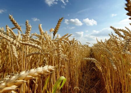 هشدار جهاد کشاورزی نسبت به احتمال شیوع بیماری در مزارع اندیمشک