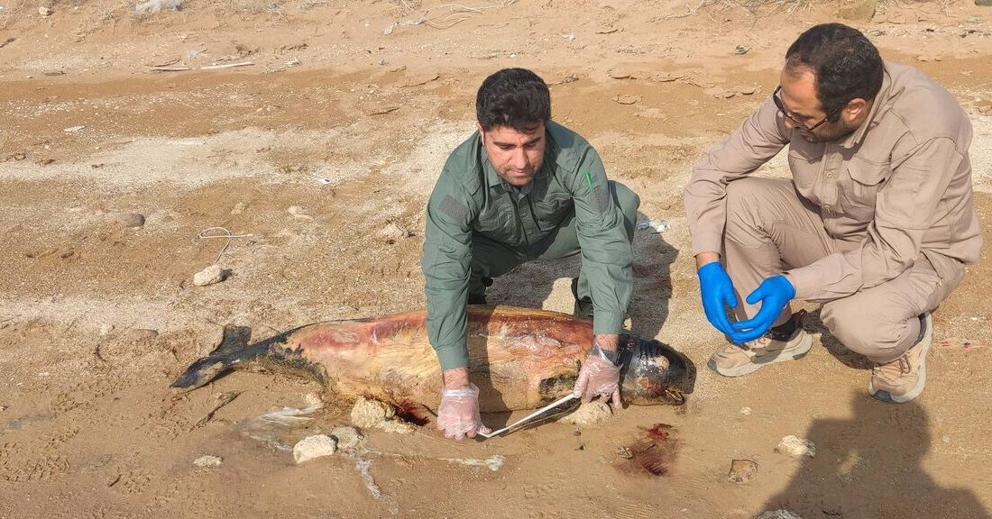 گونهای کمیاب از دلفین در سواحل هندیجان مشاهده شد