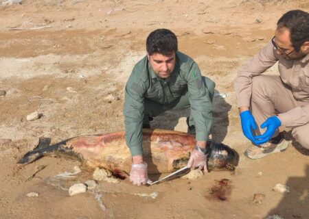 گونه‌ای کمیاب از دلفین در سواحل هندیجان مشاهده شد