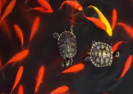 محیط زیست اندیمشک: خزندگان و دوزیستان، کالای تزیینی سفره هفت سین نیستند