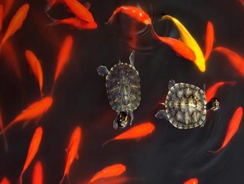 محیط زیست اندیمشک: خزندگان و دوزیستان، کالای تزیینی سفره هفت سین نیستند