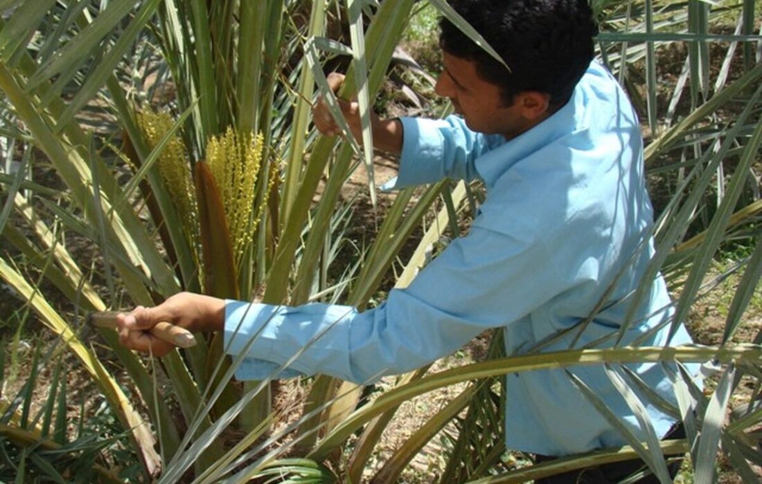عملیات گرده افشانی در نخیلات آبادان آغاز شد
