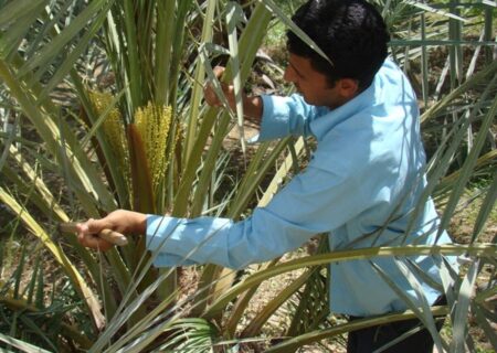 عملیات گرده افشانی در نخیلات آبادان آغاز شد