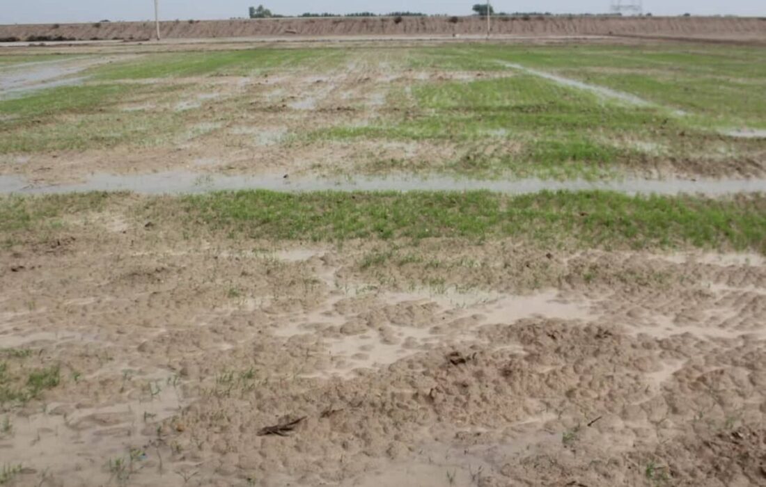 تنش ماندابی؛ چالشی جدی برای محصولات پاییزه