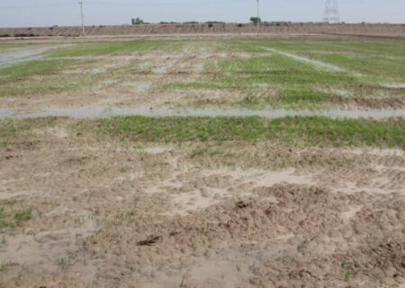 تنش ماندابی؛ چالشی جدی برای محصولات پاییزه