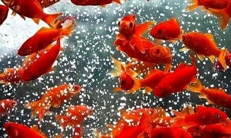 چرا نباید ماهی قرمز را در طبیعت رها کرد؟