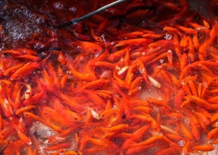 ماهی قرمز شب عید را از مراکز معتبر و بهداشتی بخرید
