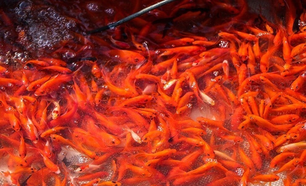 ماهی قرمز شب عید را از مراکز معتبر و بهداشتی بخرید