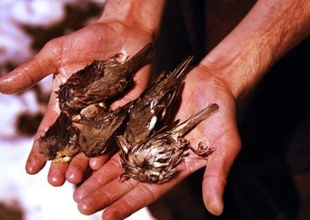 گنجشک کُشی / شکار غیرقانونی پرندگان؛ فاجعه ای خاموش در طبیعت خوزستان!