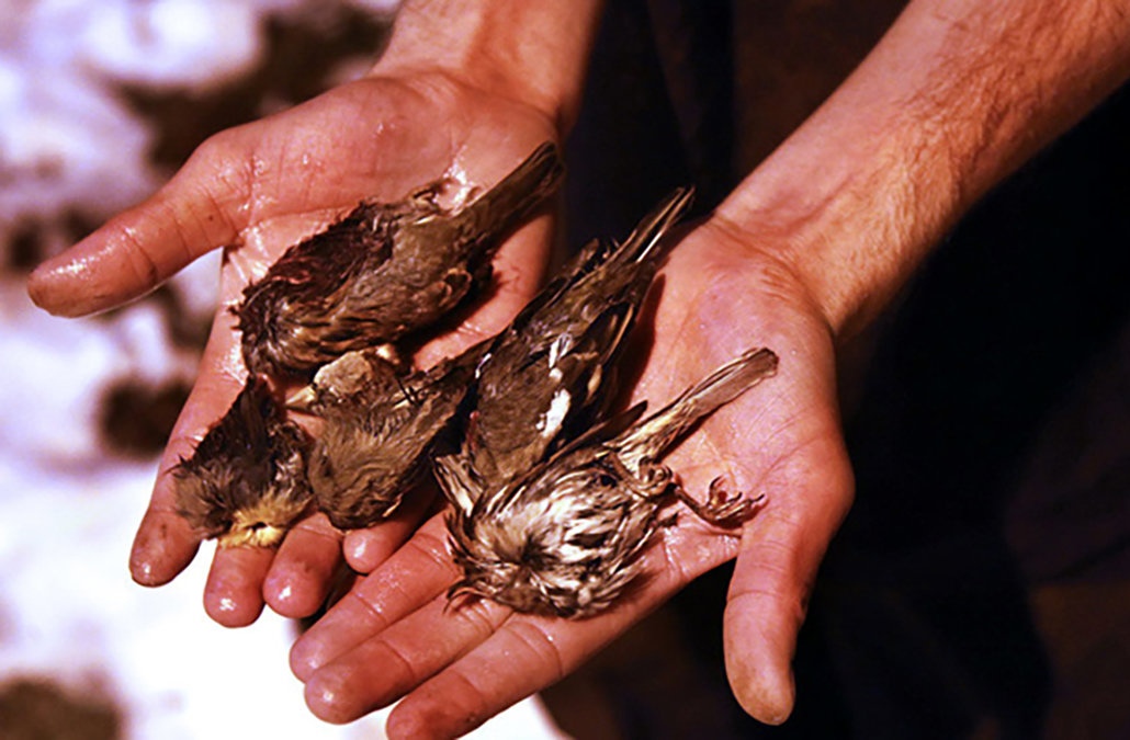 گنجشک کُشی / شکار غیرقانونی پرندگان؛ فاجعه ای خاموش در طبیعت خوزستان!