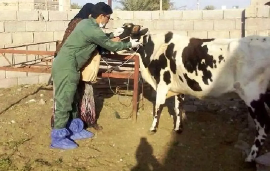 ایمن‌سازی دام‌های سنگین مناطق مرزی دشت آزادگان علیه بیماری تب برفکی