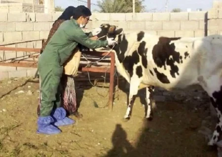 ایمن‌سازی دام‌های سنگین مناطق مرزی دشت آزادگان علیه بیماری تب برفکی