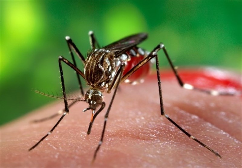 شناسایی ۱۶ مورد ابتلا به تب دنگی در سال ۱۴۰۴