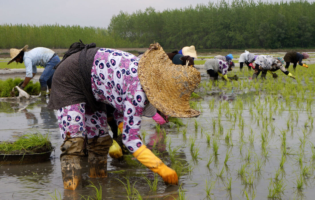 طلای شالیزار بر دوش زنانِ بی‌حق/ زنان شالیکار: بدون بیمه، بدون حقوق مشخص، بدون دفاع!