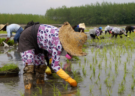 طلای شالیزار بر دوش زنانِ بی‌حق/ زنان شالیکار: بدون بیمه، بدون حقوق مشخص، بدون دفاع!