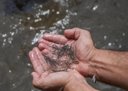 تولید بیش از ۱۸ میلیون قطعه لارو ماهی در مراکز تکثیر شیلات خوزستان