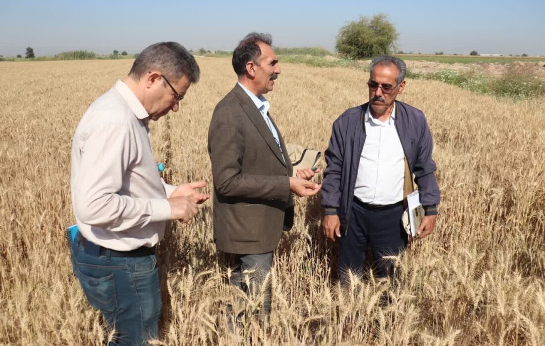 توسعه تنوع ارقام بذری مقاوم به خشکی در دیمزارهای کشور در دستور کار است