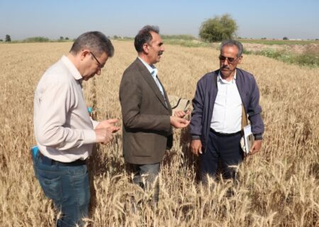 توسعه تنوع ارقام بذری مقاوم به خشکی در دیمزارهای کشور در دستور کار است
