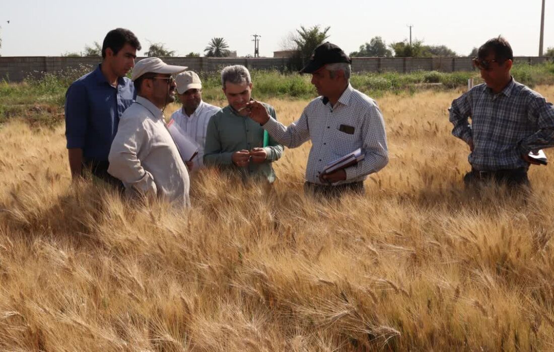 مرکز تحقیقات کشاورزی صفیآباد دزفول قطب تولید گندم و هستههای بذری کشور است