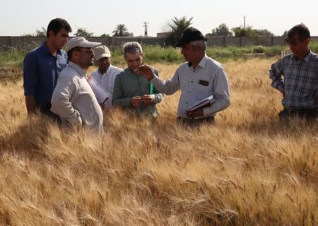 مرکز تحقیقات کشاورزی صفی‌آباد دزفول قطب تولید گندم و هسته‌های بذری کشور است