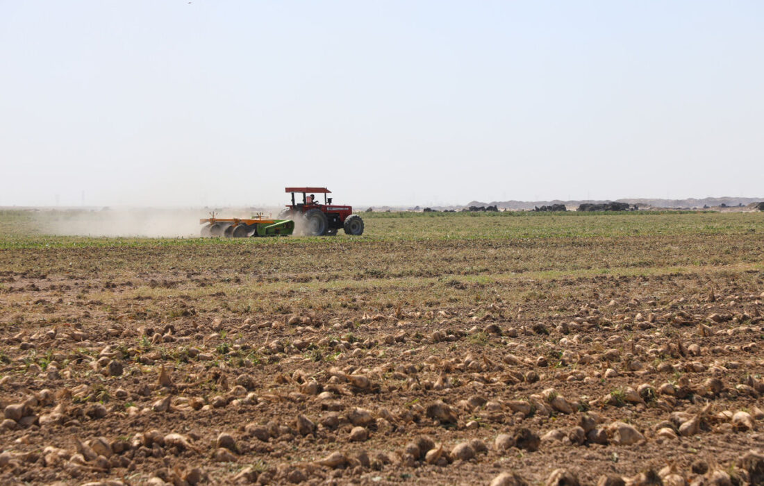 افزایش ۳۴ درصدی سطح زیر کشت چغندرقند در مزارع نیشکری خوزستان