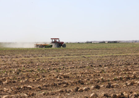 افزایش ۳۴ درصدی سطح زیر کشت چغندرقند در مزارع نیشکری خوزستان  