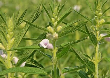 مدیریت تلفیقی تنها راه کنترل علف‌های هرز مزارع کنجد است