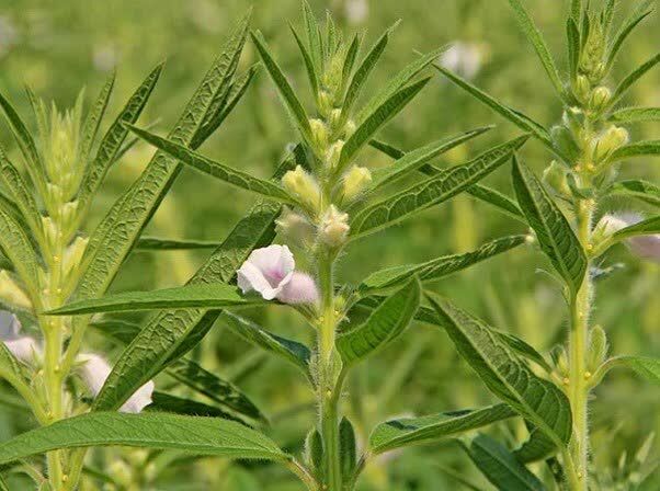 مدیریت تلفیقی تنها راه کنترل علف‌های هرز مزارع کنجد است