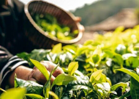 توزیع اندام تکثیری گیاهان دارویی در خوزستان