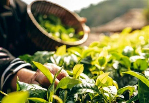 توزیع اندام تکثیری گیاهان دارویی در خوزستان